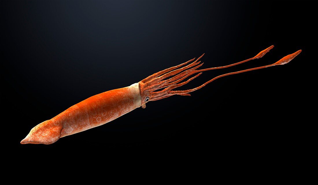 Haboroteuthis extinct squid, illustration