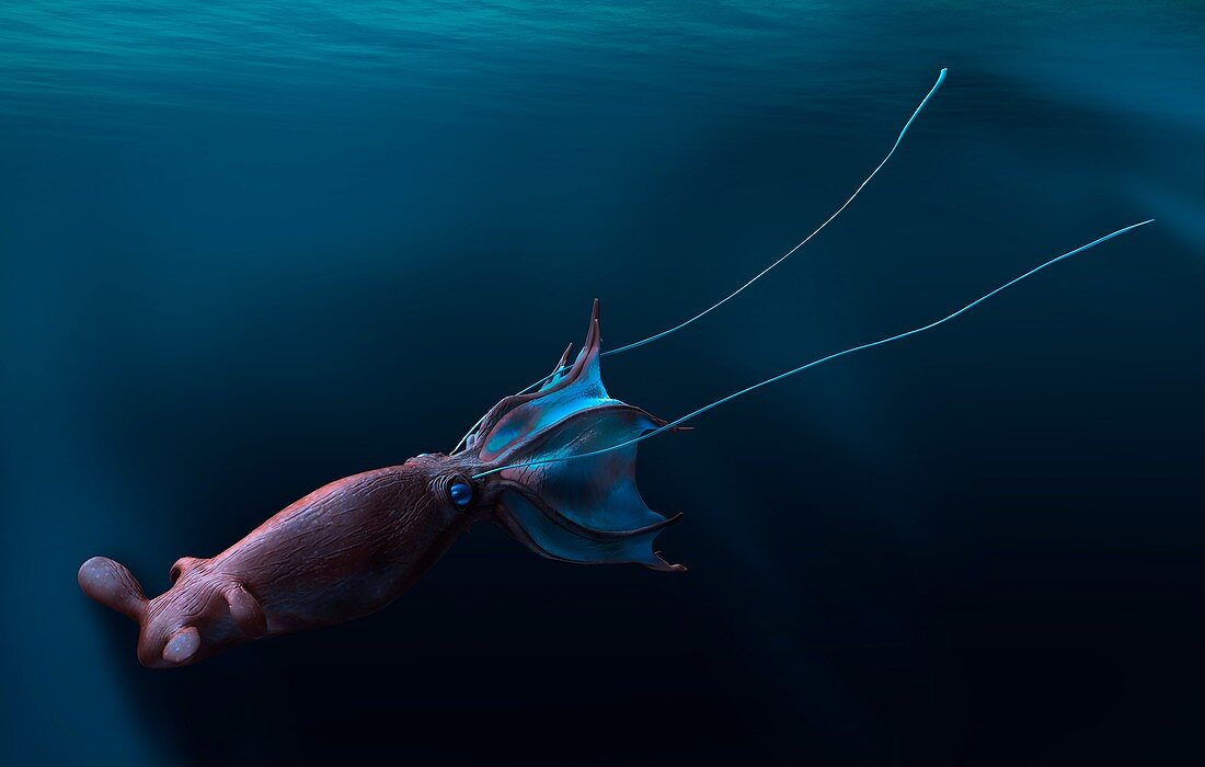 Nanaimoteuthis extinct cephalopod, illustration