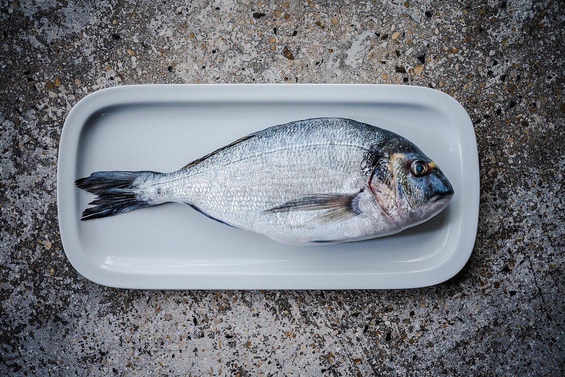 Whole fresh gilthead sea bream (Sparus auratus)