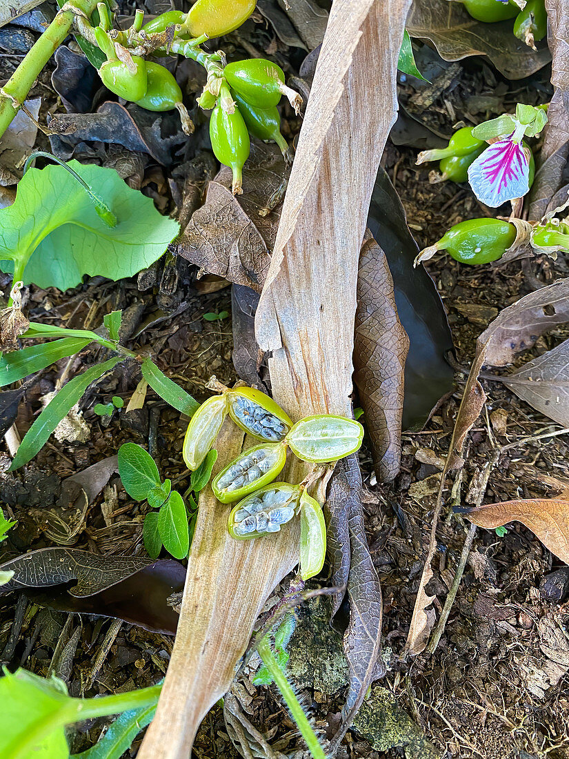 Green cardamom (Elettaria cardamomum)