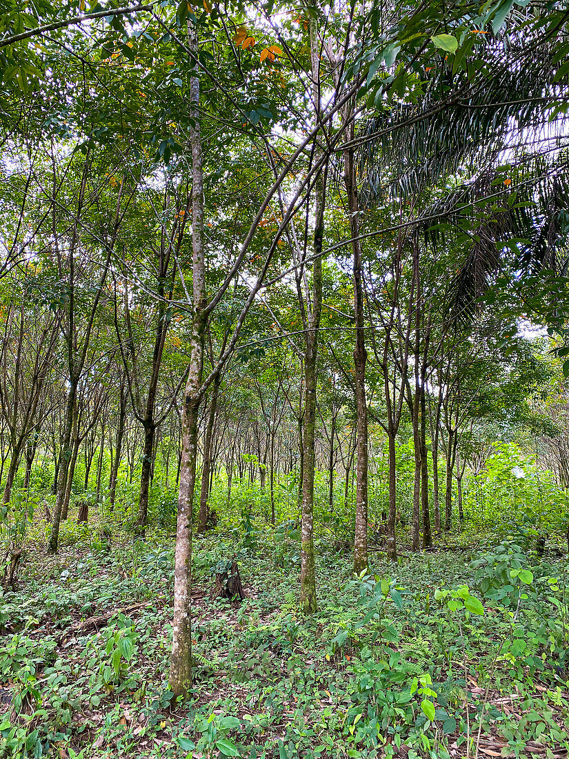 Rubber tree plantation, Hevea brasiliensis, Guatemala