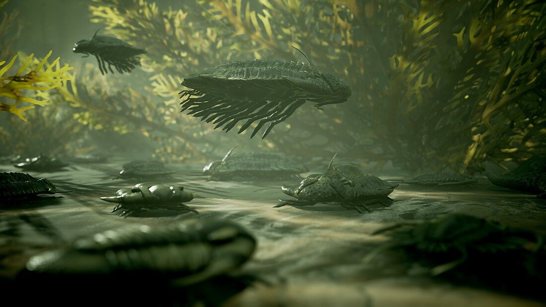 Trilobites in Palaeozoic sea, illustration