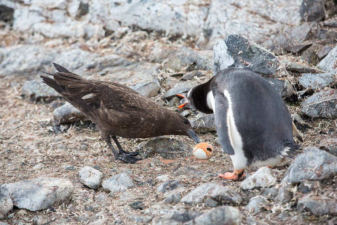 Antarctic skua steeling gentoo penguin egg