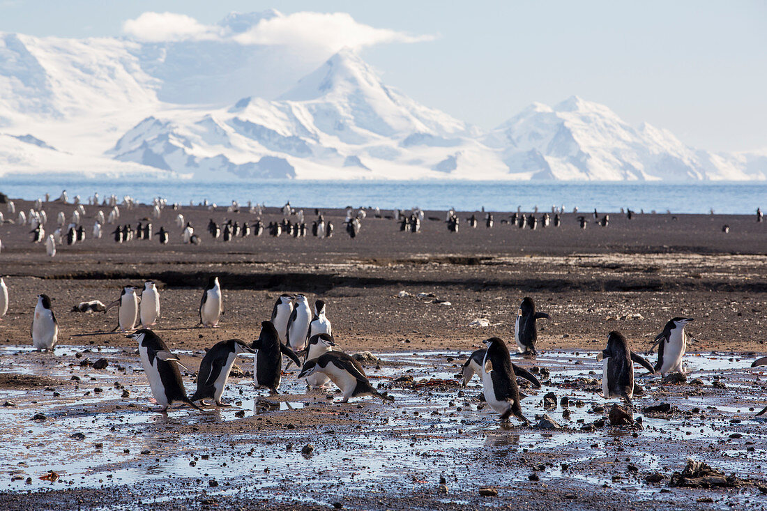 Chinstrap penguin breeding colony