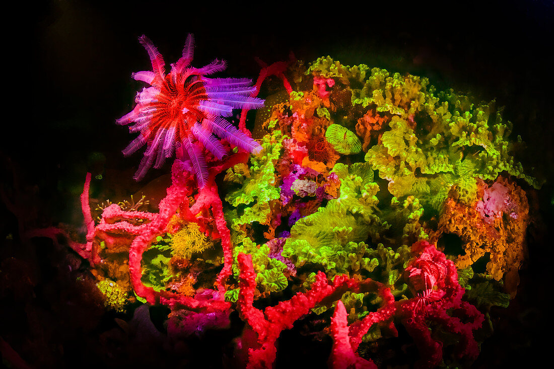 Fluorescing coral reef at night