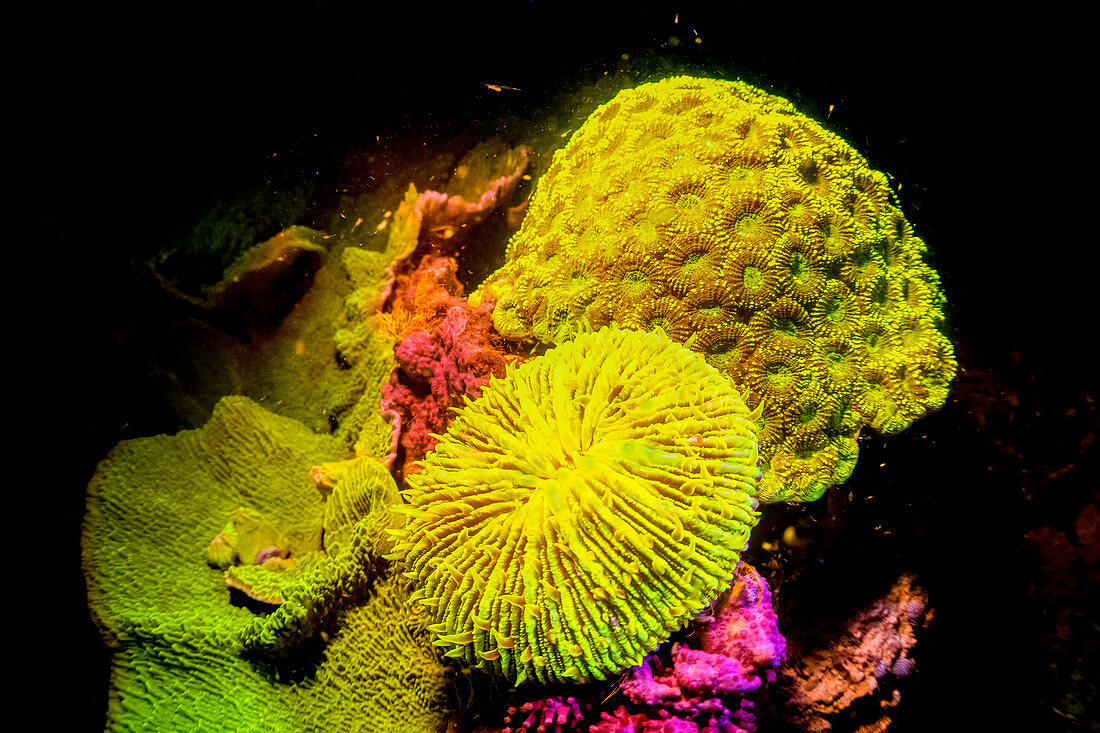 Coral reef fluorescing at night