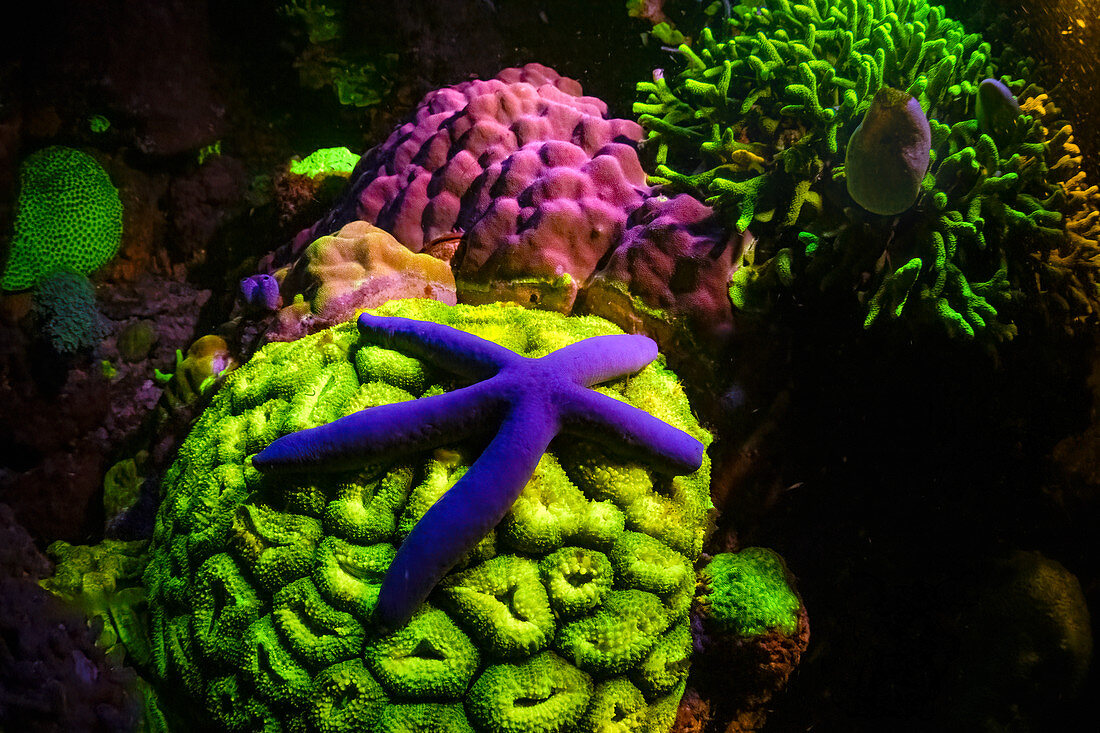 Coral reef and starfish fluorescing at night