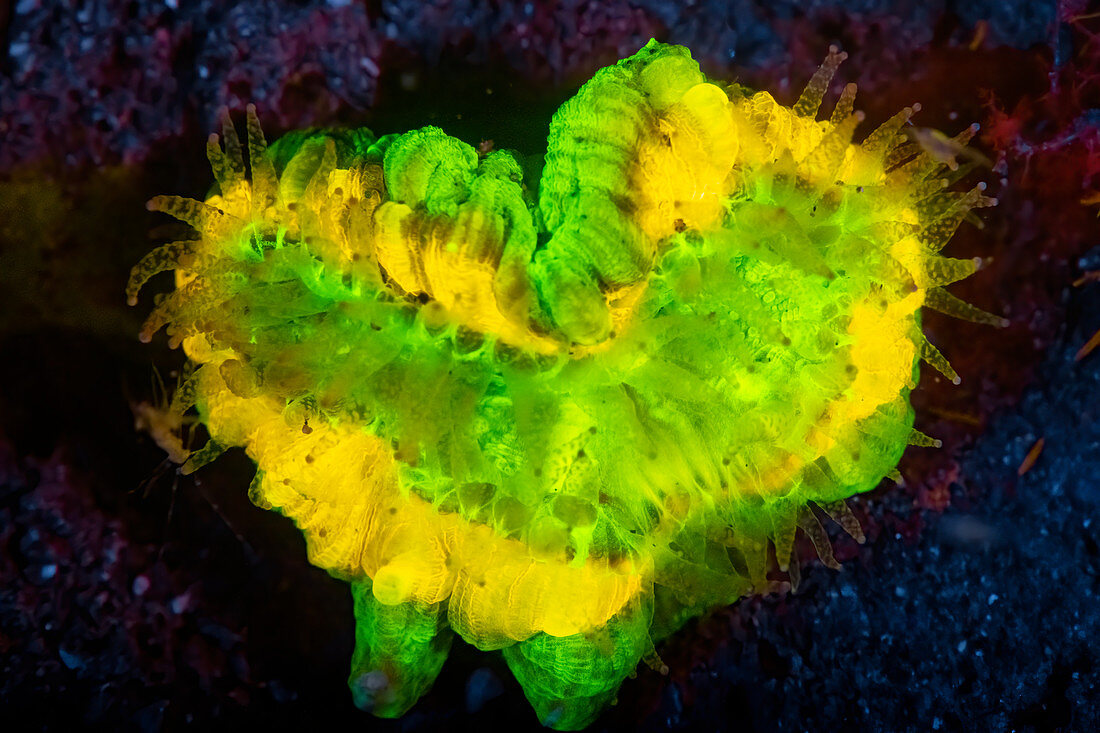 Solitary coral fluorescing on black sand