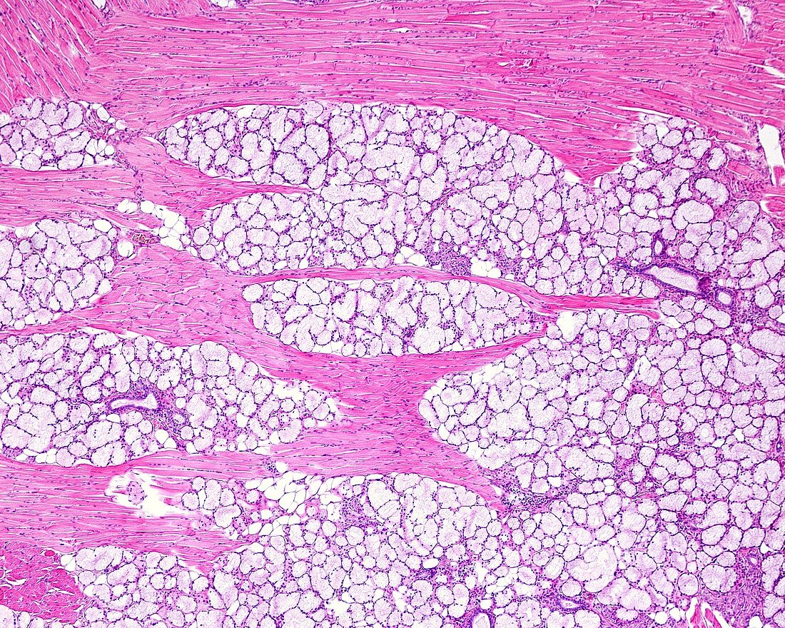 Weber's glands, light micrograph