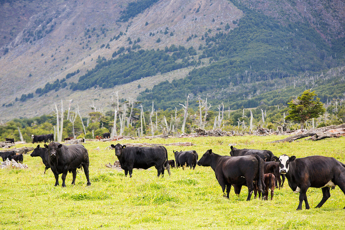 Cattle on deforested land, Chile