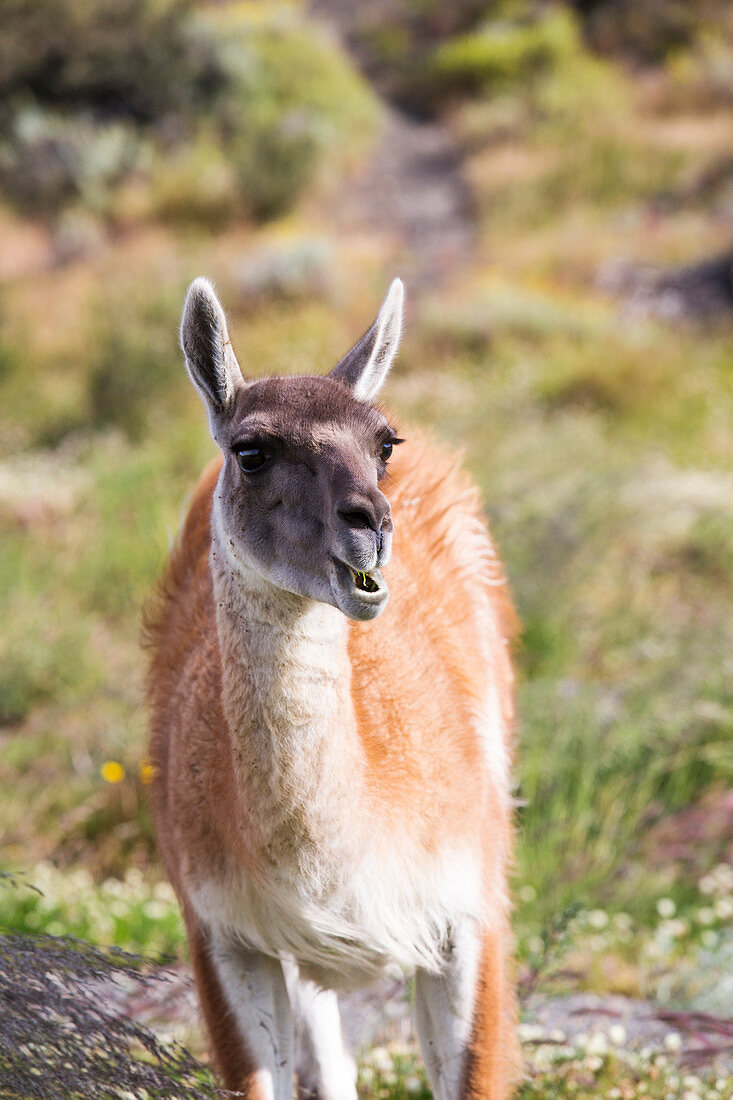 Guanaco, Torres del Paine National Park, Patagonia, Chile