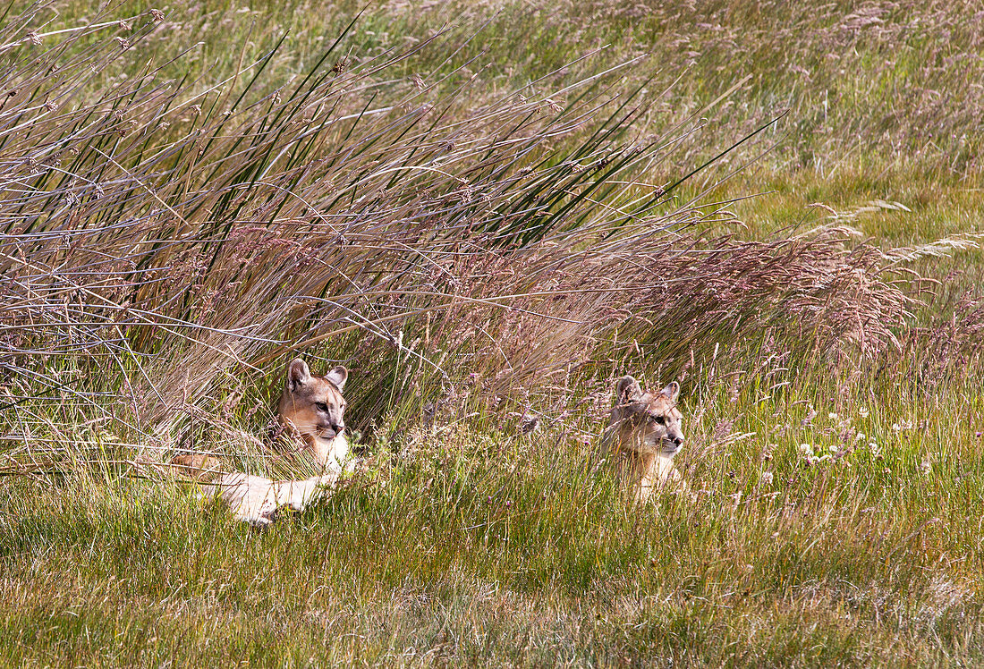 Female puma with cubs, Patagonia, Chile
