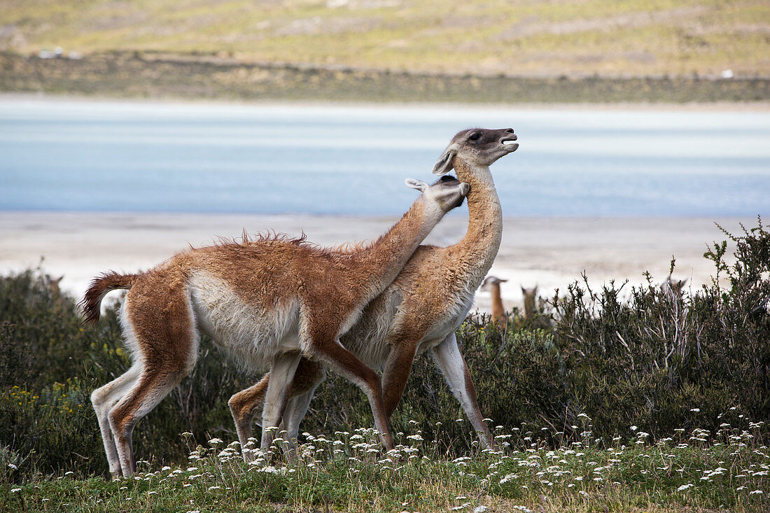 Male guanacos fighting, Patagonia, Chile