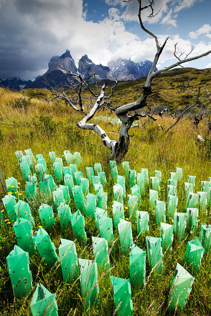 Trees planted after bush fires, Patagonia, Chile