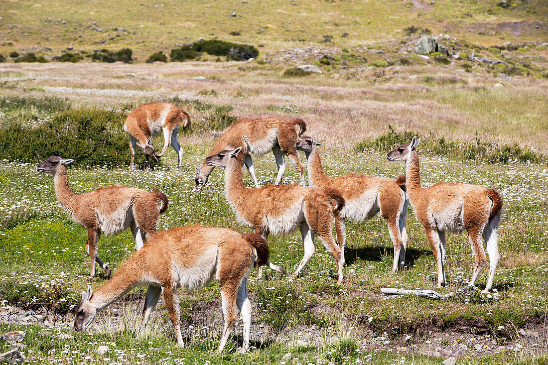 Guanacos, Torres del Paine National Park, Patagonia, Chile