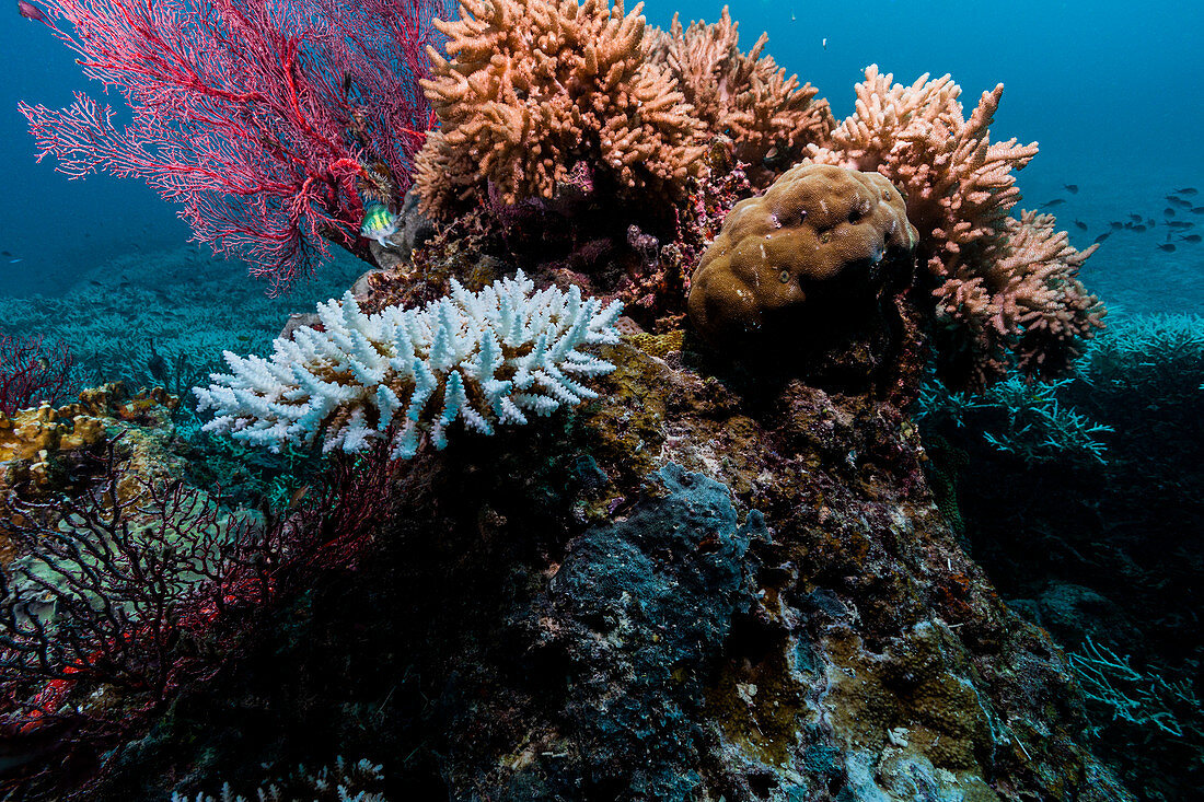 Bleached coral colony