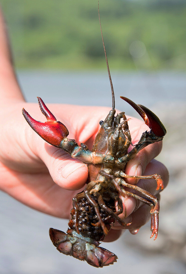Female signal crayfish