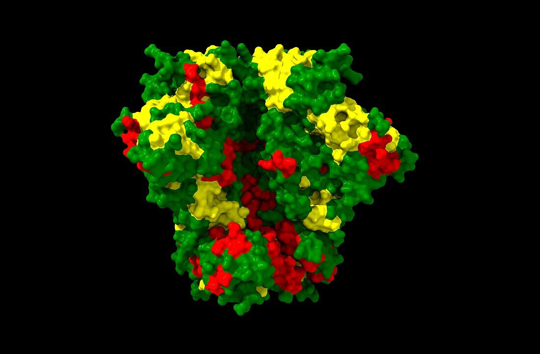 HIV-1 spike protein, computer model