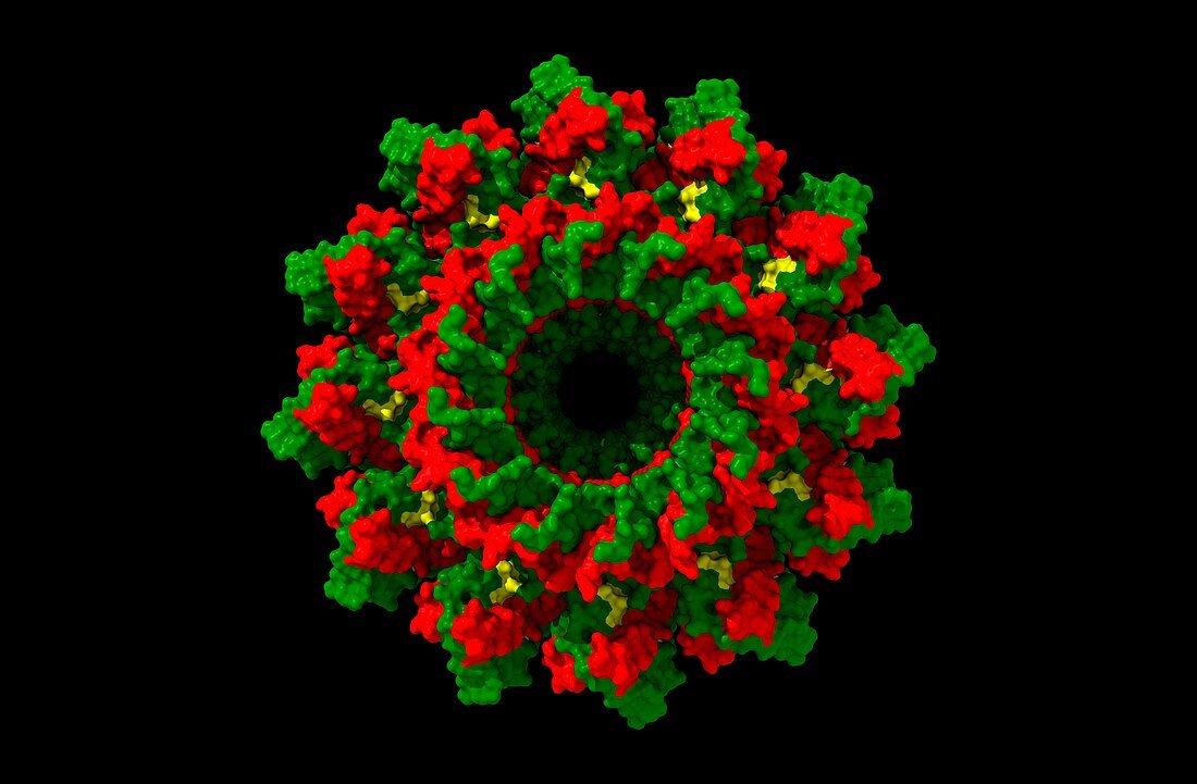 Bacteriophage T4 portal protein gp20, computer model