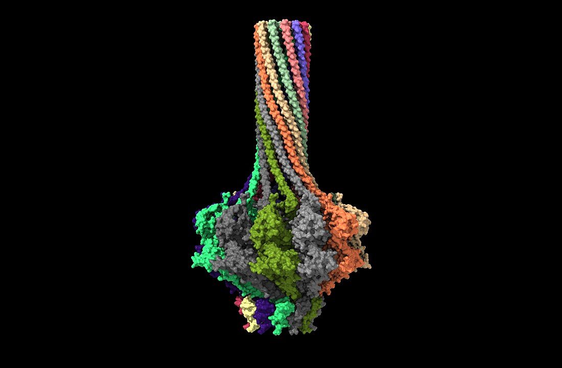 Bacteriophage P22 portal protein, computer model