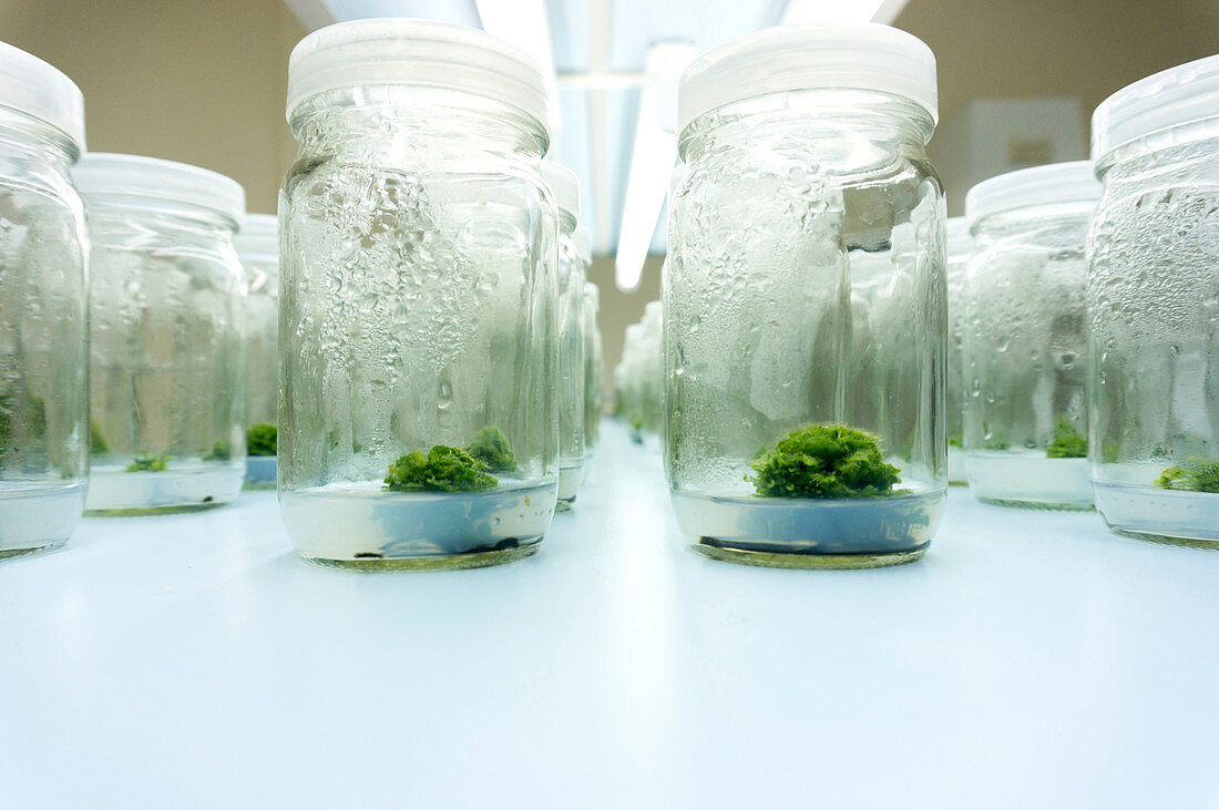 Plant tissue cultures