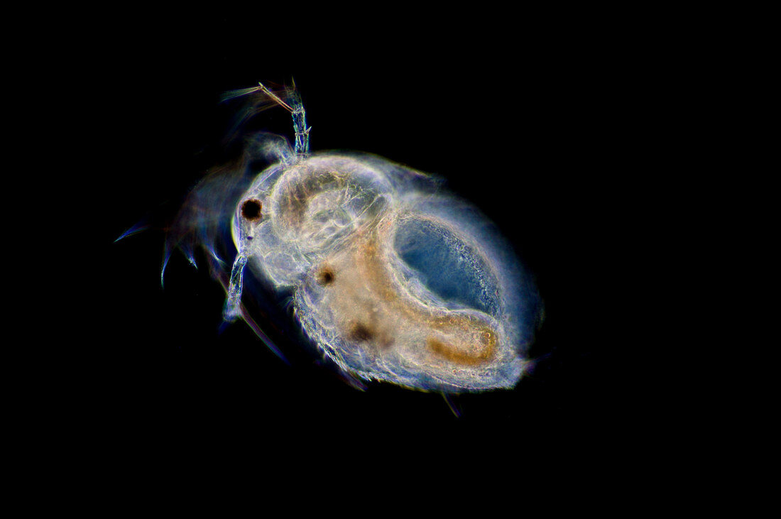 Moina water flea, light micrograph