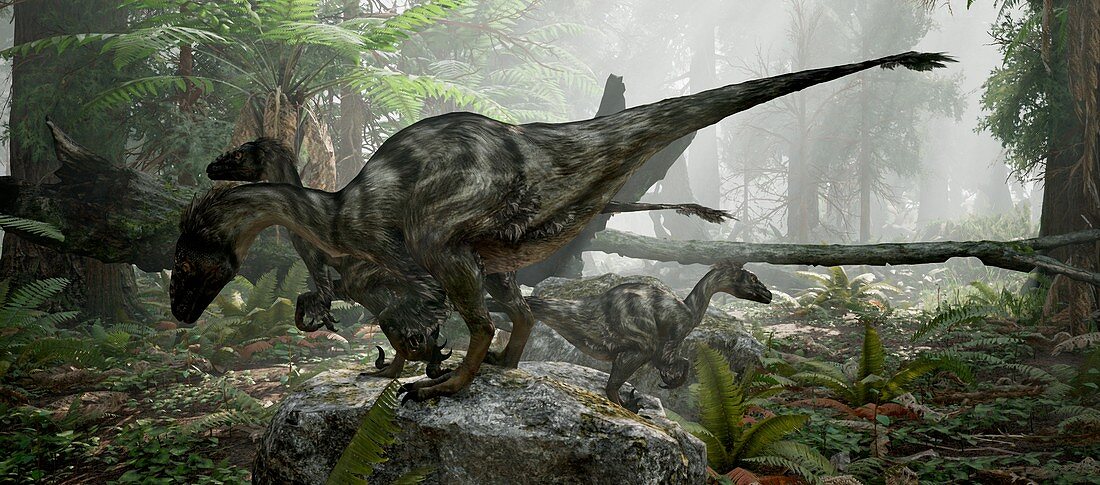 Dromaeosaurus dinosaur, illustration