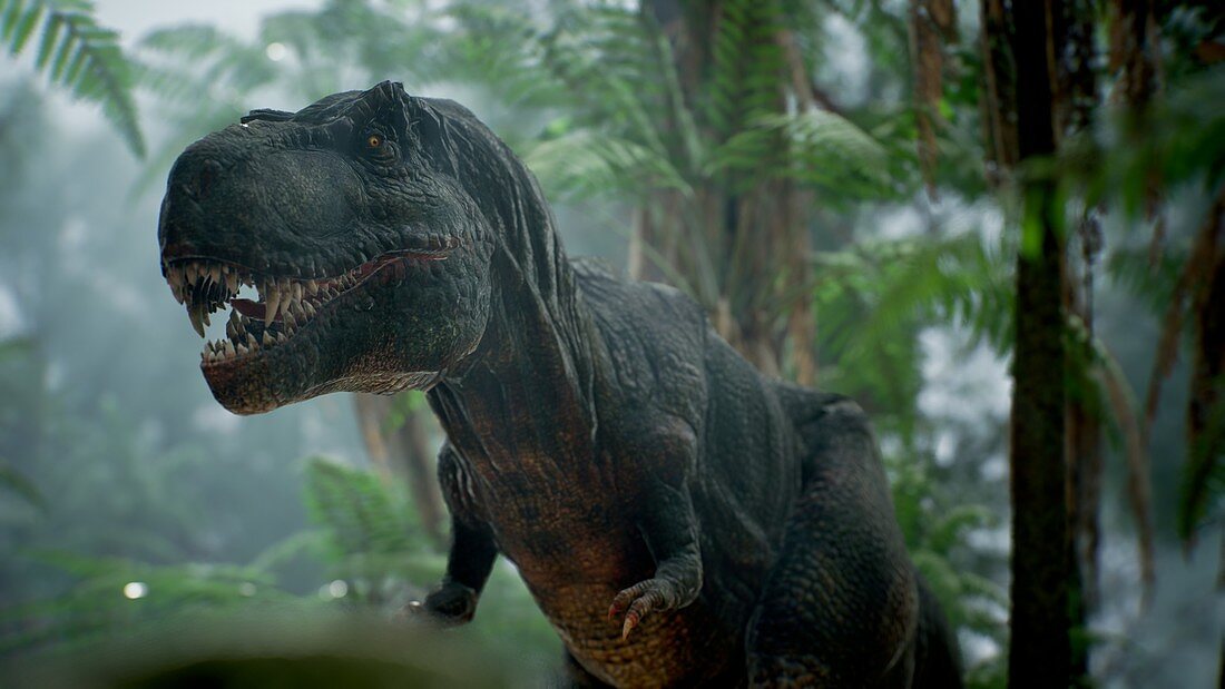 T-rex dinosaur, illustration
