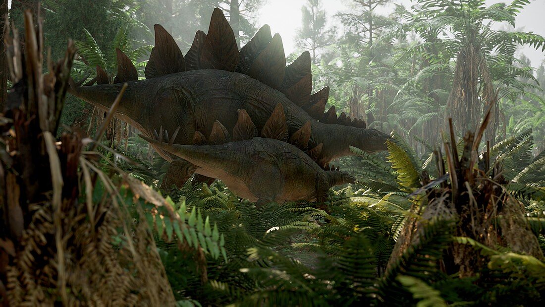 Stegosaurus dinosaur, illustration