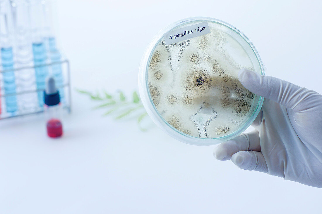 Aspergillus niger fungus culture