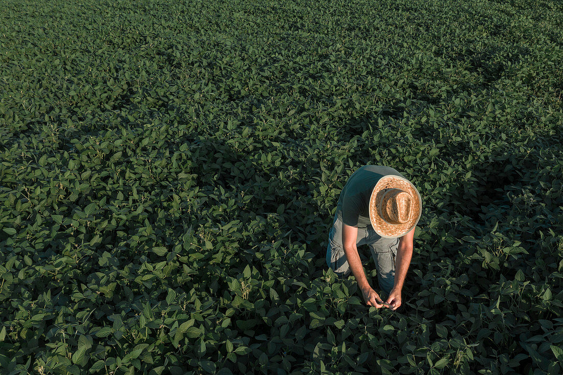 Aerial view of soybean farmer working in field