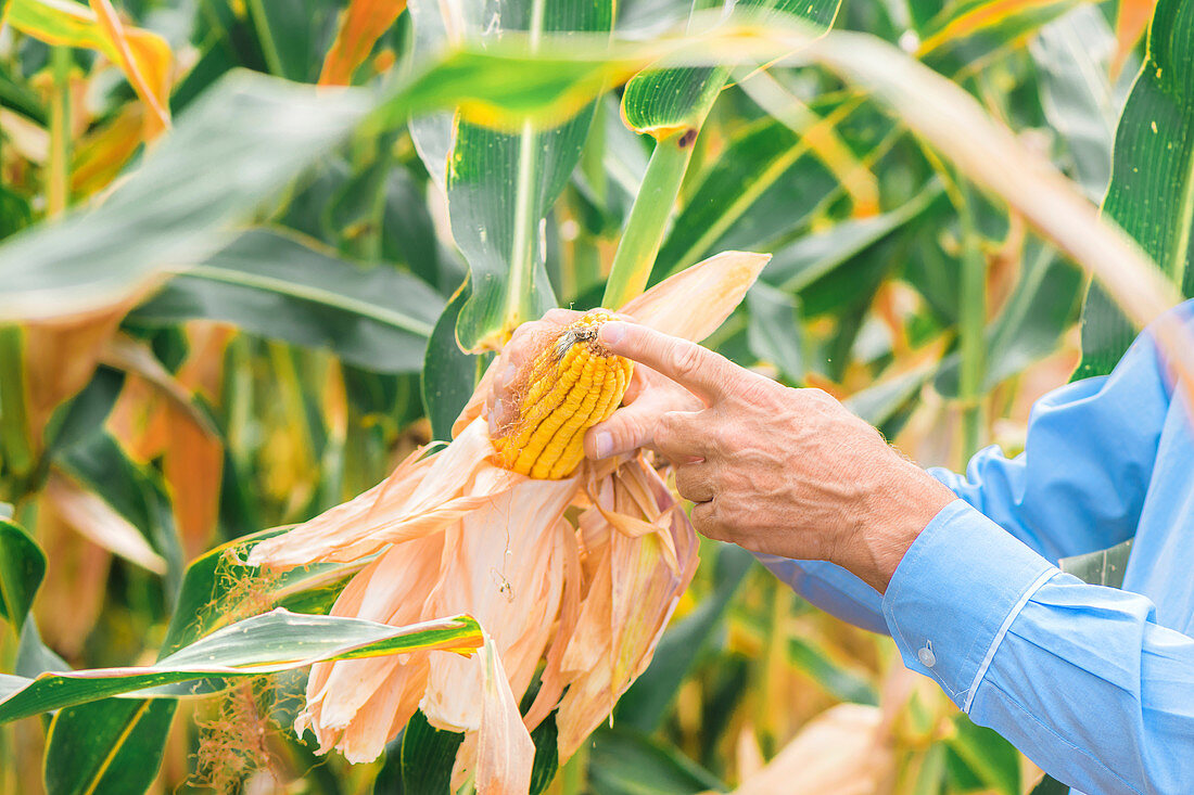 Agronomist analysing ripe corn on the cob