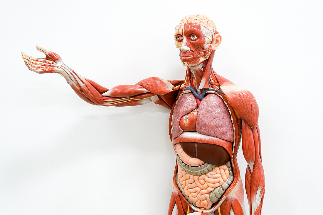 Human anatomy model