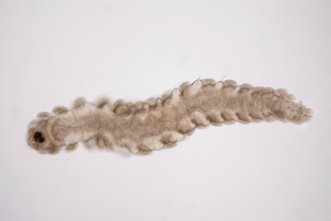 Bristle worm, light micrograph