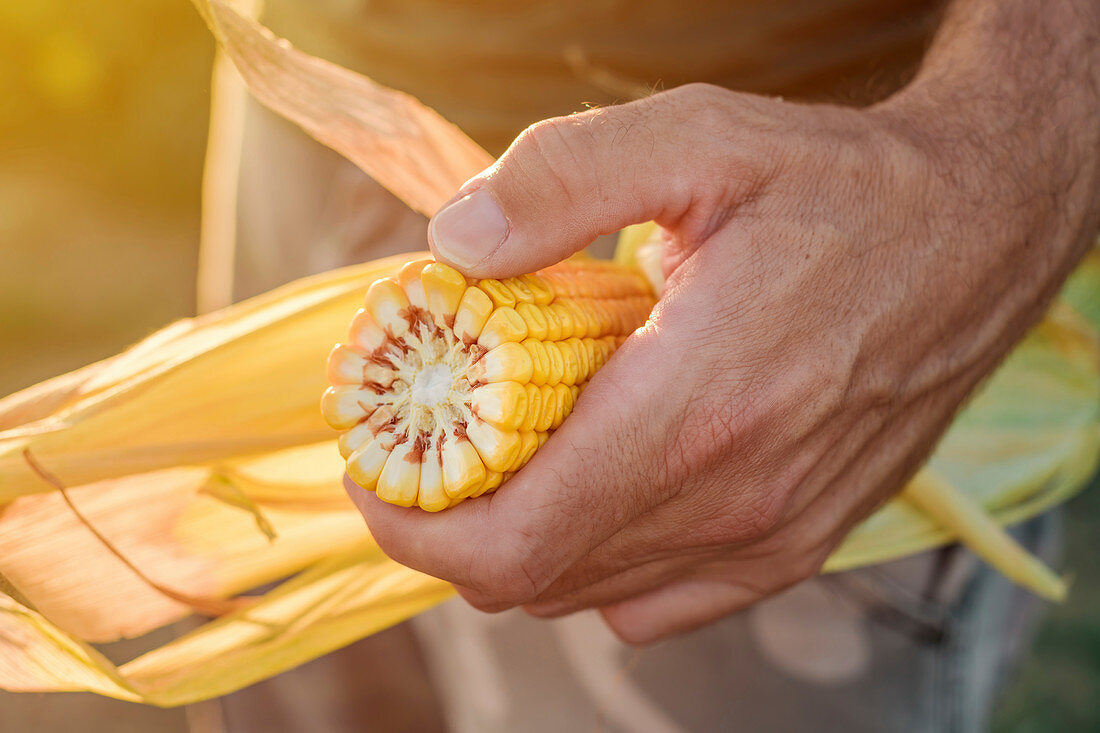 Agronomist holding corn on the cob