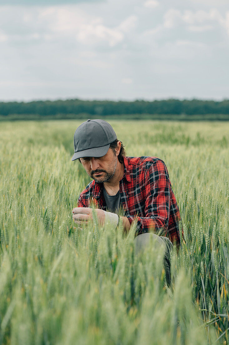 Wheat farmer inspecting crop quality