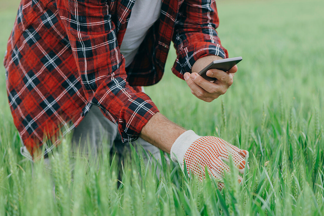 Agronomist taking photo of wheat crop with smartphone