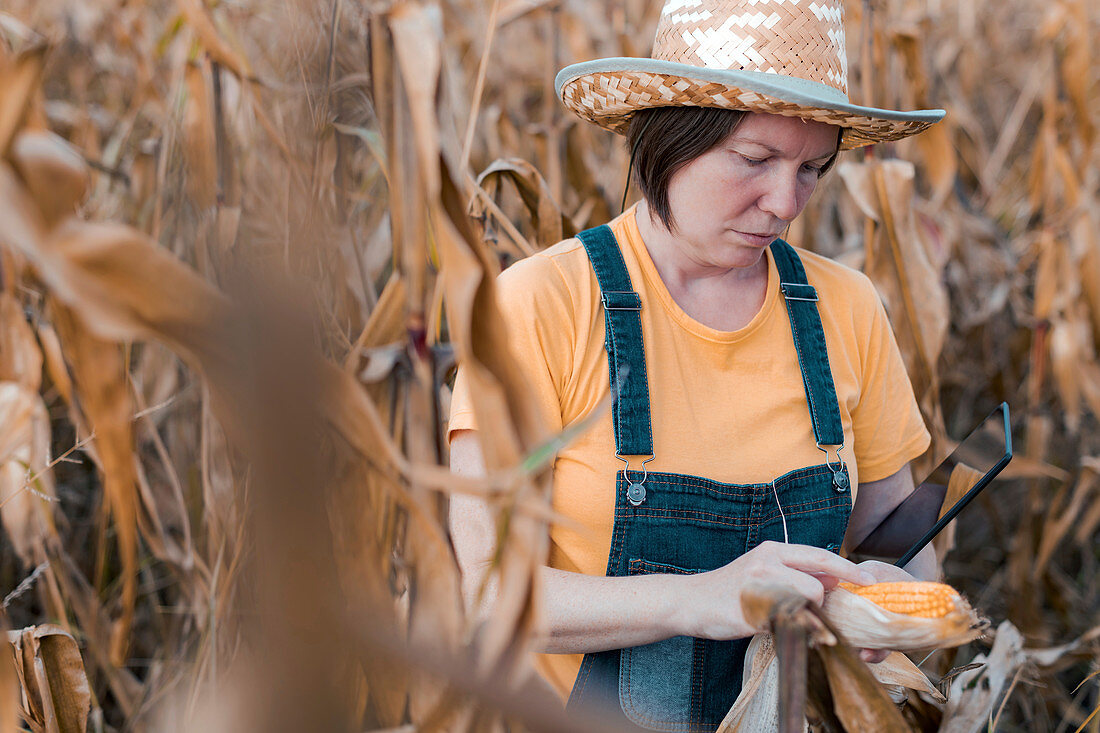 Corn farmer using digital tablet in cornfield
