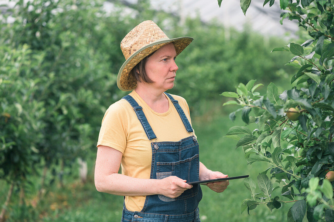 Farmer using tablet computer in organic apple orchard