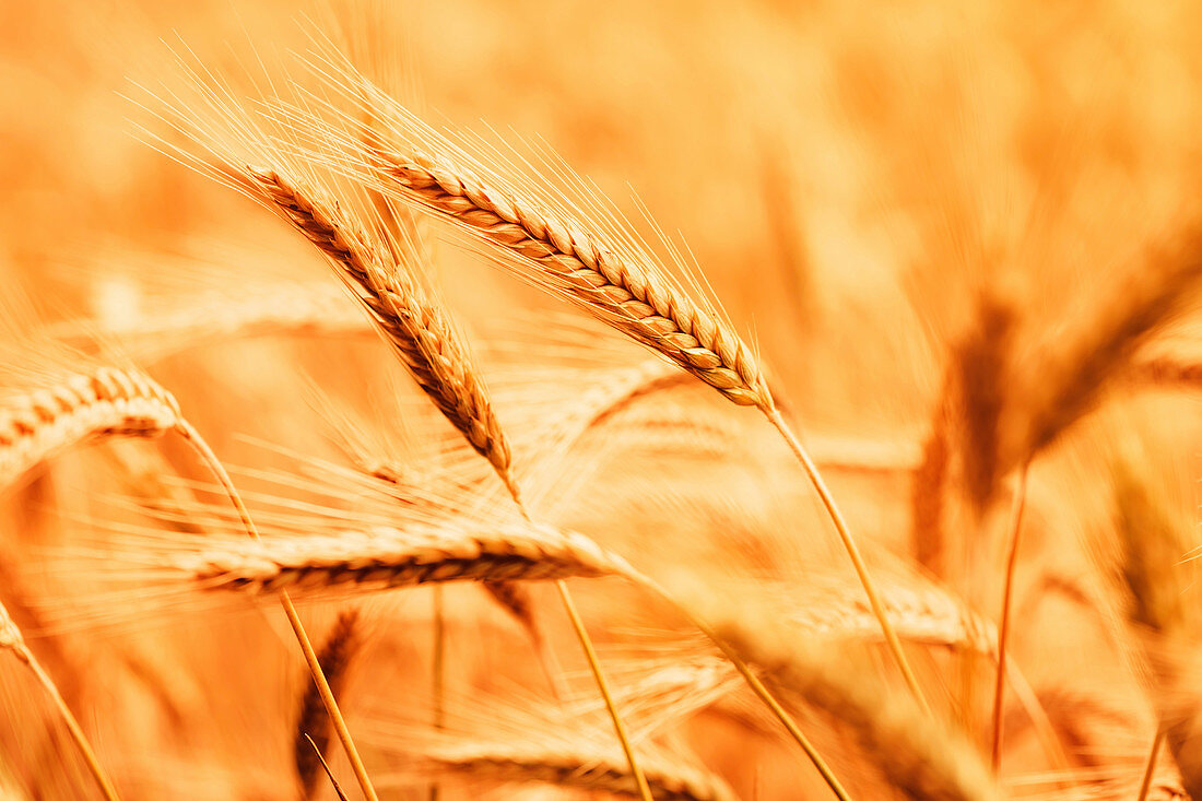 Ripe barley crop in field
