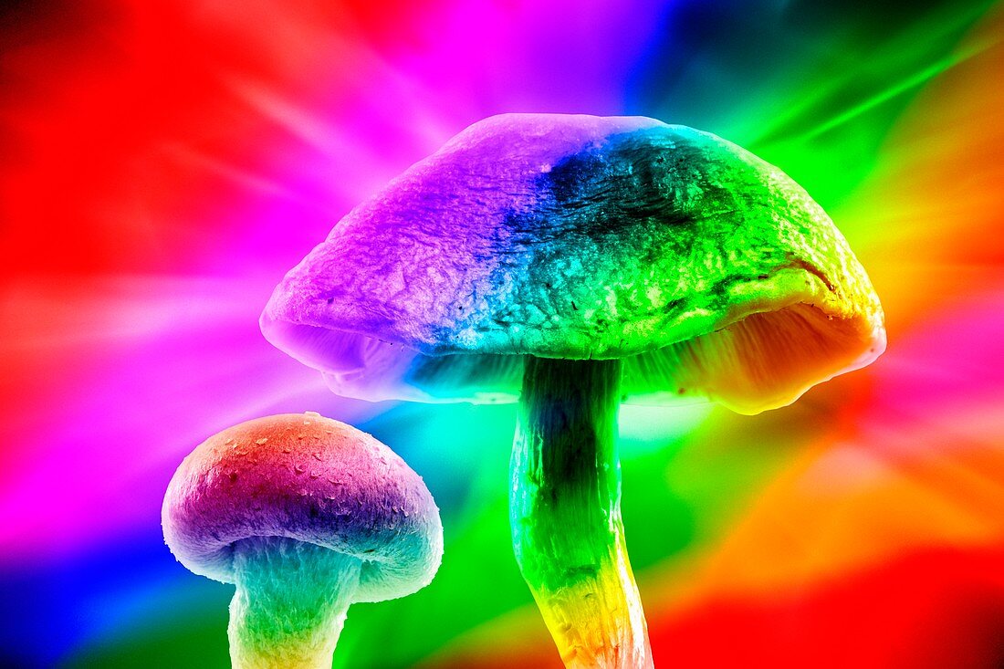 Magic mushrooms