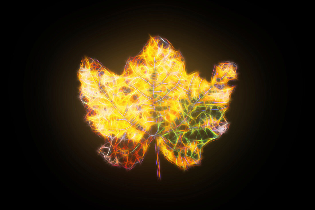 Maple leaf, illustration