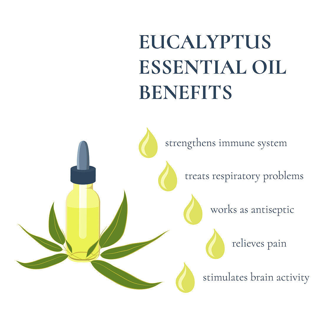 Benefits of eucalyptus essential oil, illustration