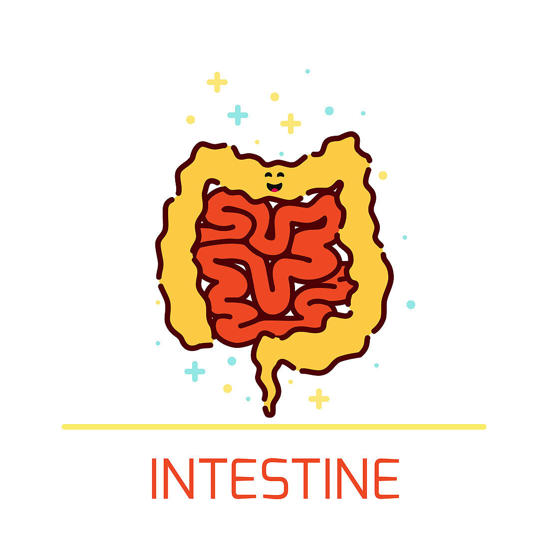 Intestines, illustration