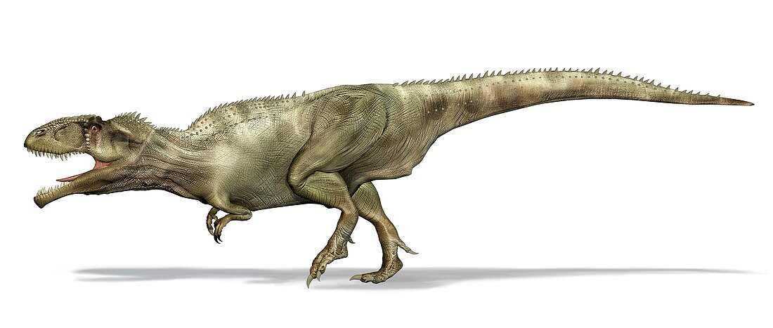 Giganotosaurus dinosaur, illustration