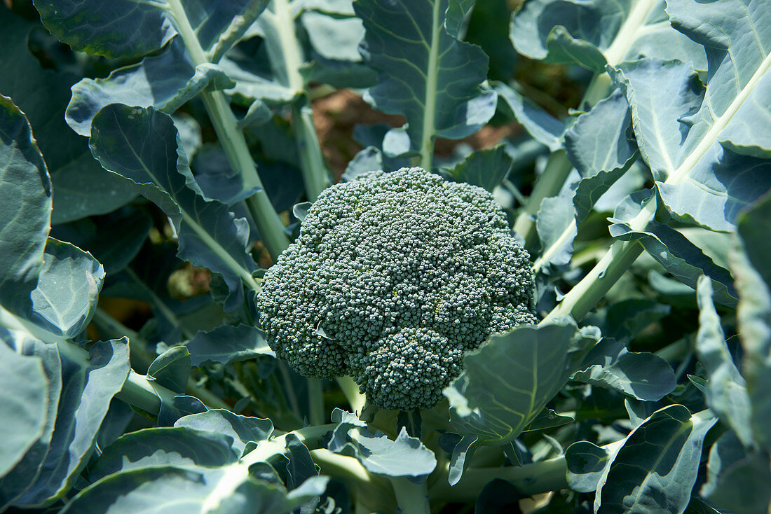 Broccoli on the plant