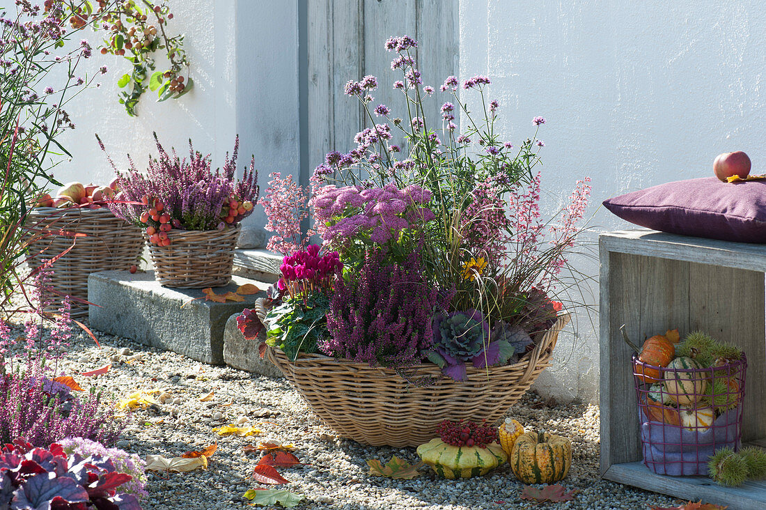 Autumn in baskets: budding heather, stonecrop 'Carl', cyclamen, coral bells, ornamental cabbage, Purpletop vervain, sedge, and bell heath 'Beauty Queen Silvia'