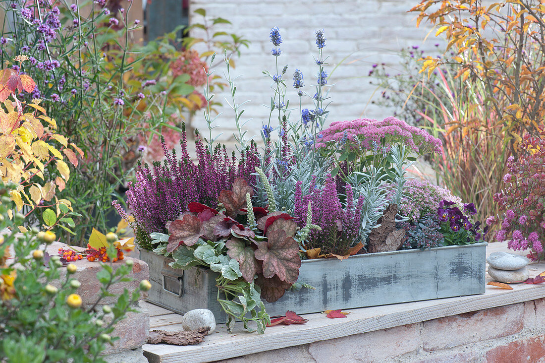 Autumn magic in a zinc box: budding heather, potted heather, stonecrop 'Carl' 'Pure Joy', coral bell 'Amber Lady', lavender 'Silver Frost', bugleweed, Chinese dunce cap, and horned violet