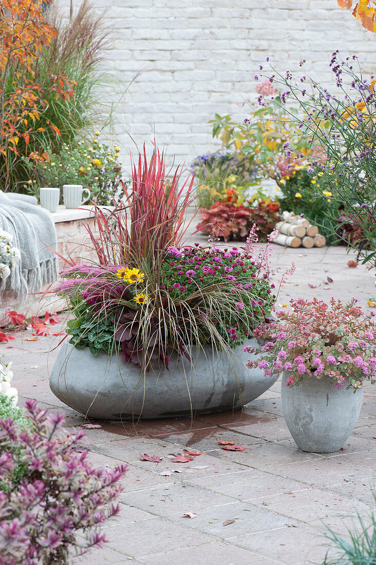 Autumn chrysanthemum, Japanese blood grass 'Red Baron', sedge, coral bell, stonecrop, Heliopsis, and cyclamen in grey cement planters