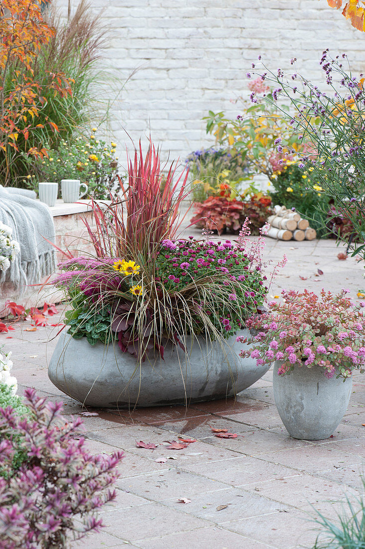 Herbstchrysantheme, japanisches Rotgras 'Red Baron', Segge, Purpurglöckchen, Fetthenne, Sonnenauge und Alpenveilchen in grauen Zementkübeln